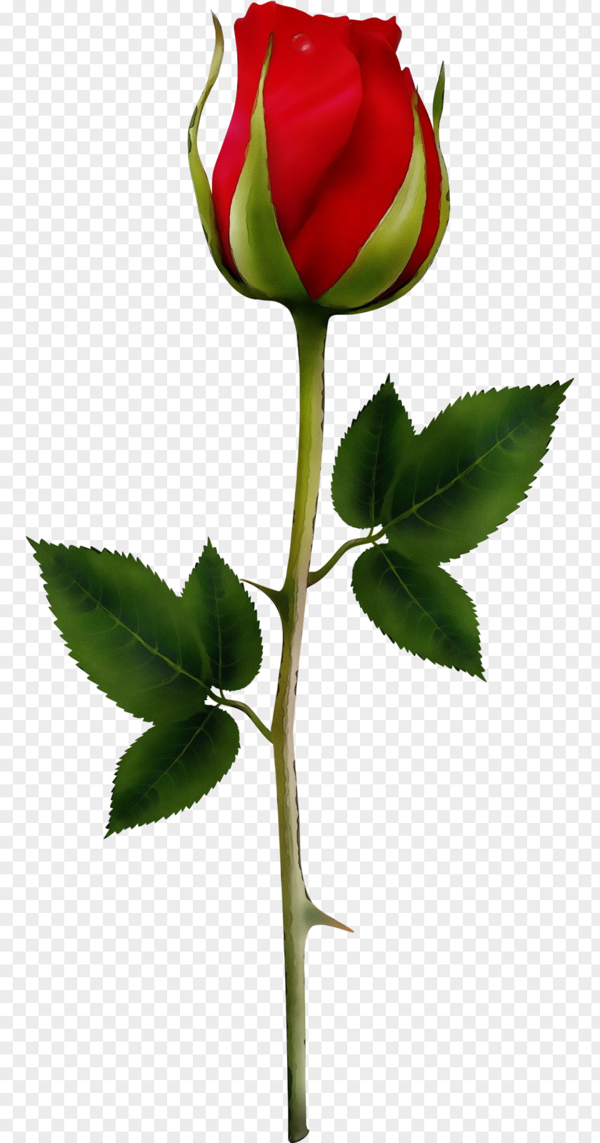 Rose PNG