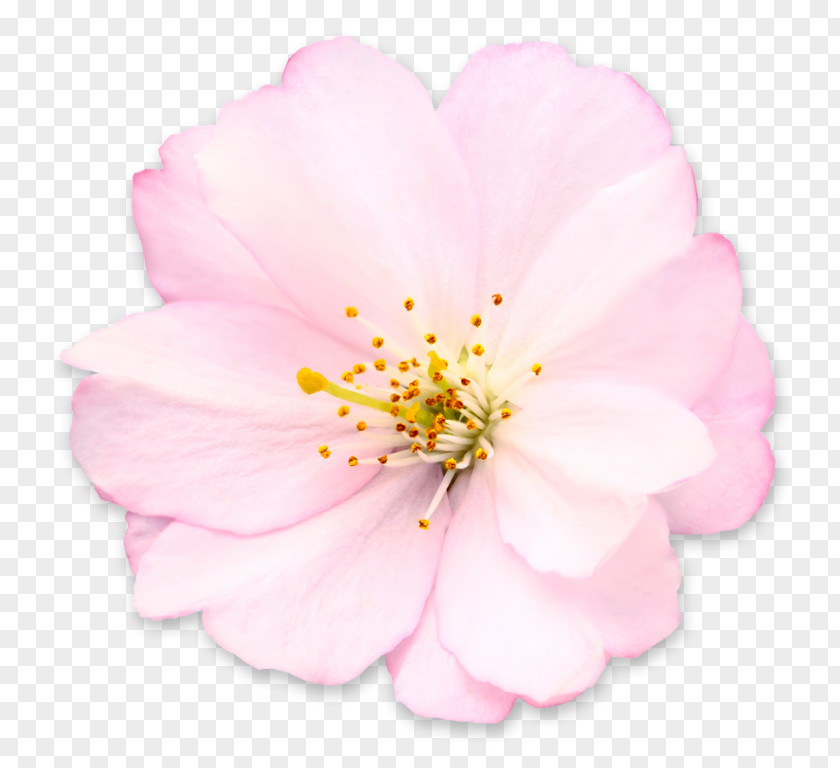Cherry Blossom Royalty-free Flower PNG