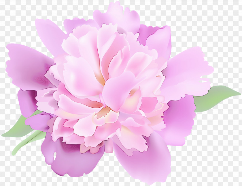 Chinese Peony Lilac Watercolor Pink Flowers PNG