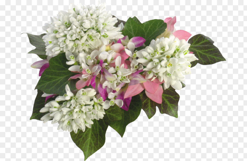 Flower Hydrangea PNG