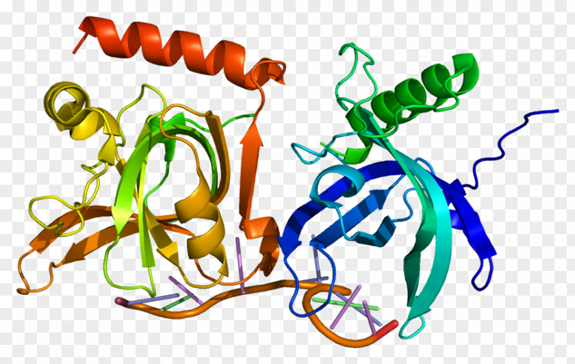 Positivesense Singlestranded Rna Virus POT1 Telomere Protein Molecular Biology Gene PNG