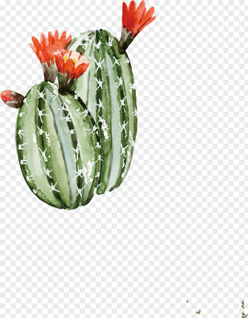 Vector Green Cactus Cactaceae Watercolor Painting Illustration PNG