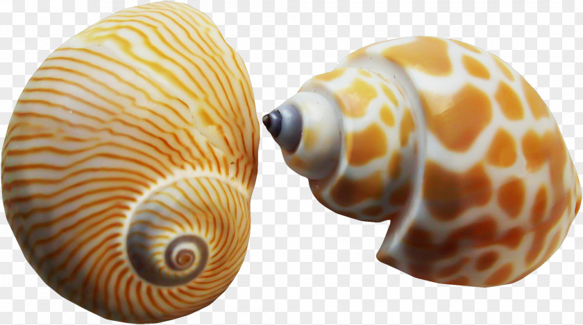 Conch Seashell Nautilidae Conchology Painting Mollusc Shell PNG