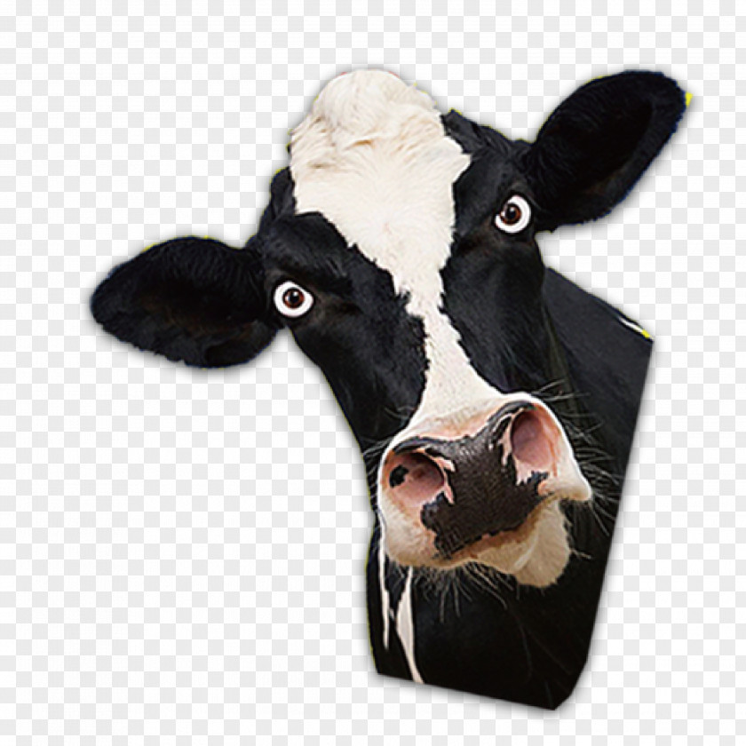 Cow Head Dairy Cattle Bull PNG