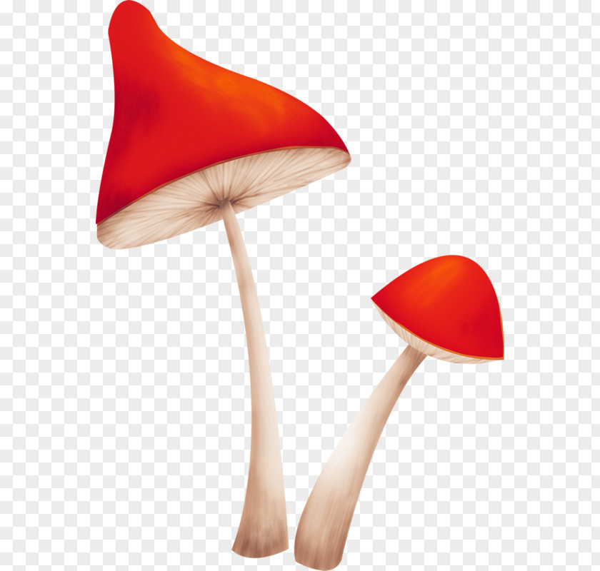 Creative Mushrooms Mushroom Fungus PNG