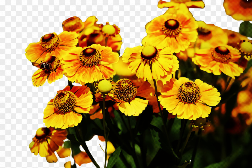 Daisy Family Sunflower PNG