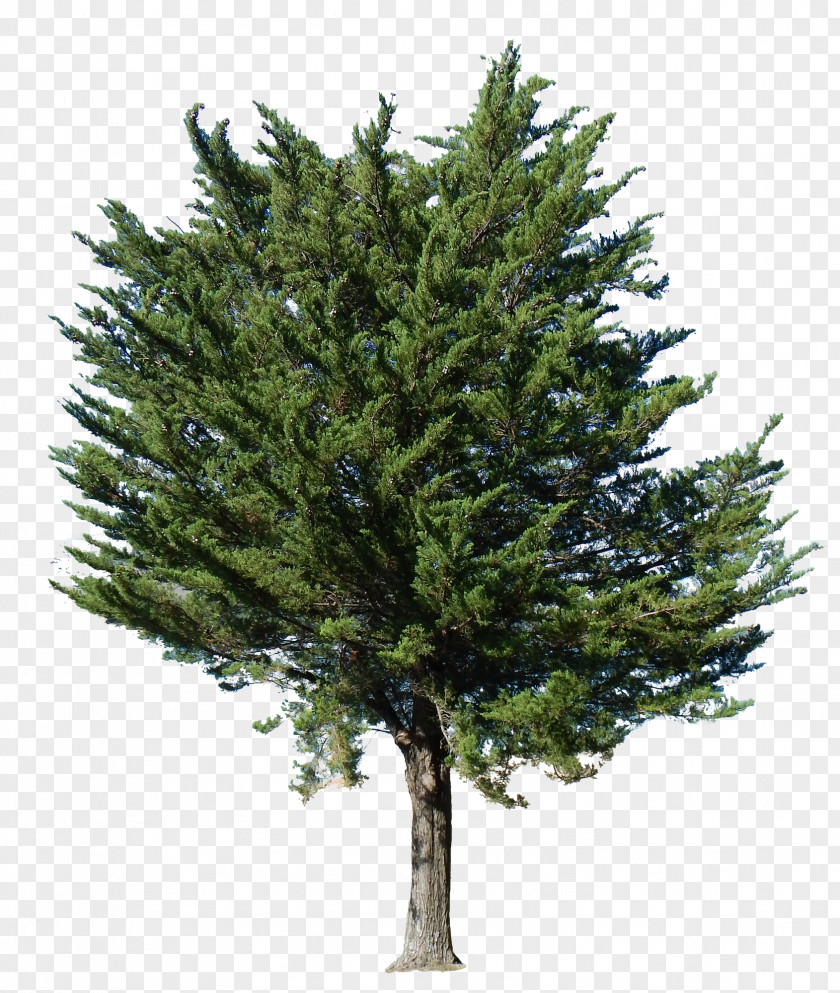 Tree Fir Transparency English Yew Pine PNG
