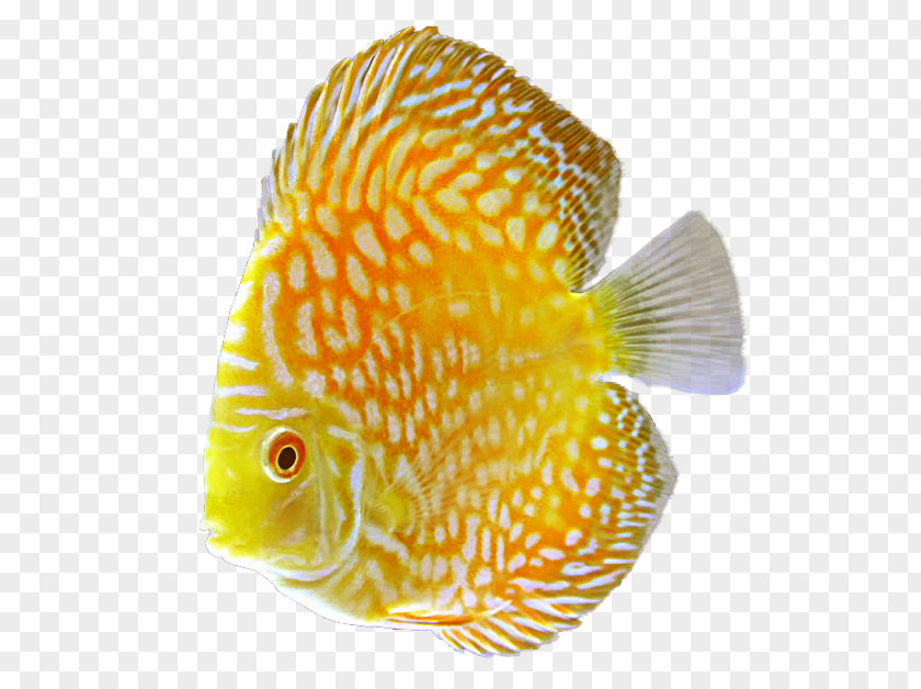 Aquarium Discus Goldfish Tropical Fish PNG