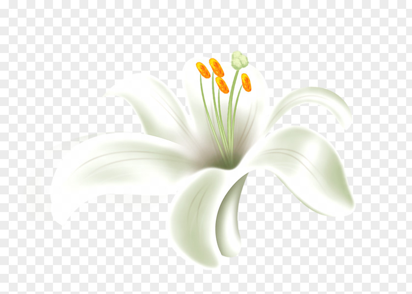 Computer Desktop Wallpaper Cut Flowers Plant Stem Petal PNG