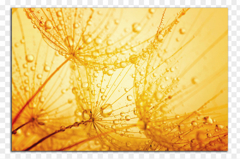 Dandelion Stock Photography PNG