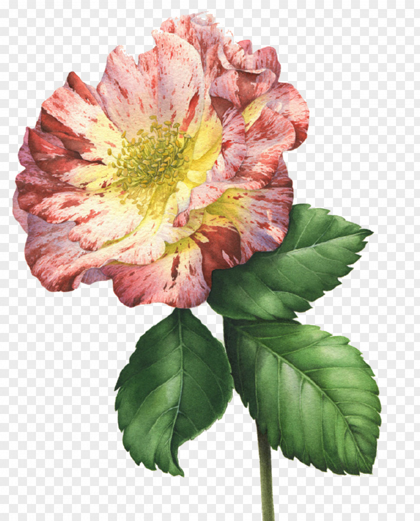 Flower CompositionPeony Centifolia Roses Rosa Multiflora Cut Flowers PNG