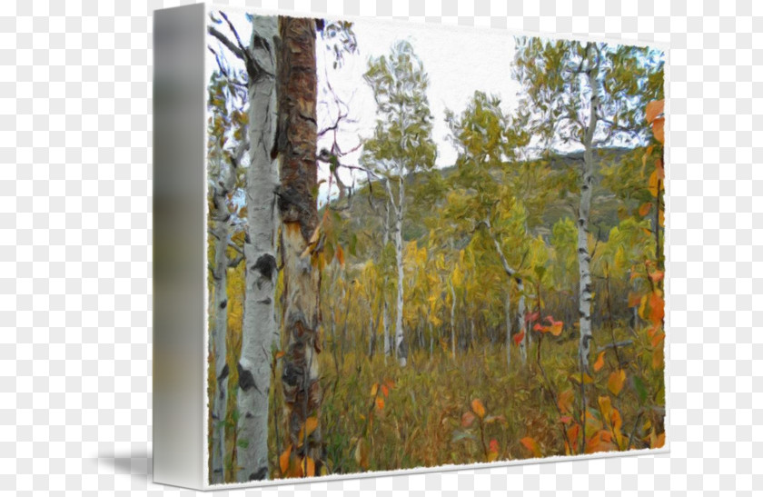 Forest Birch Temperate Broadleaf And Mixed Coniferous Painting PNG