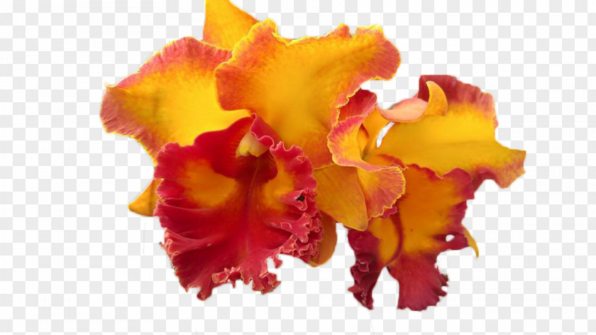 Hoa Lan Cattleya Orchids Moth Cut Flowers Iris Family Petal PNG