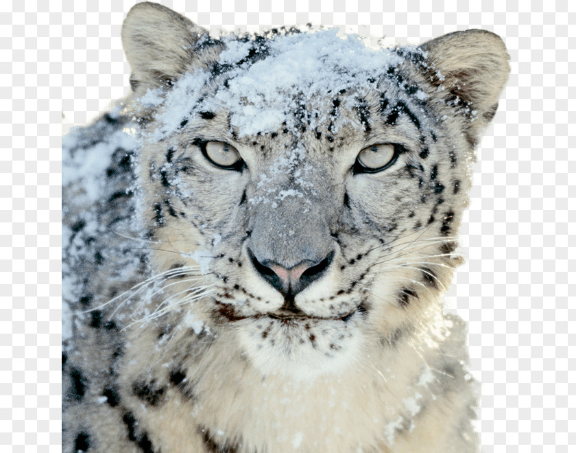 Leopard Mac OS X Snow PNG