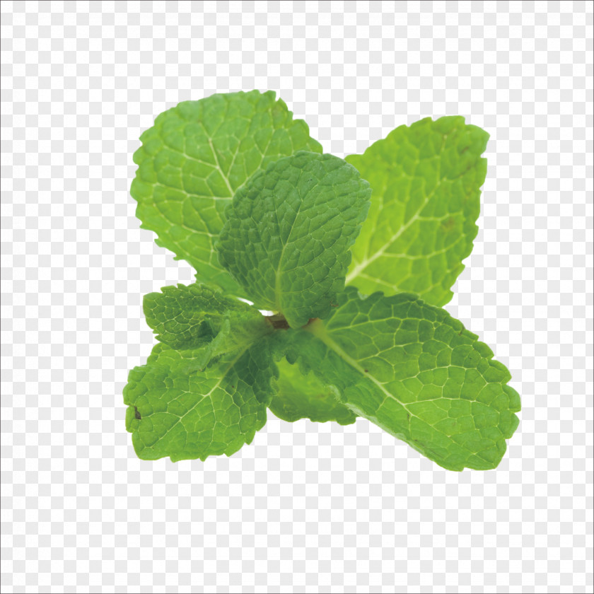 Mint Leaf Peppermint Mentha Spicata Iced Tea Arvensis Vegetable PNG