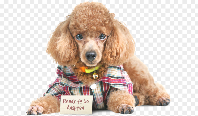 Poodle Dog Miniature Toy Standard Puppy PNG