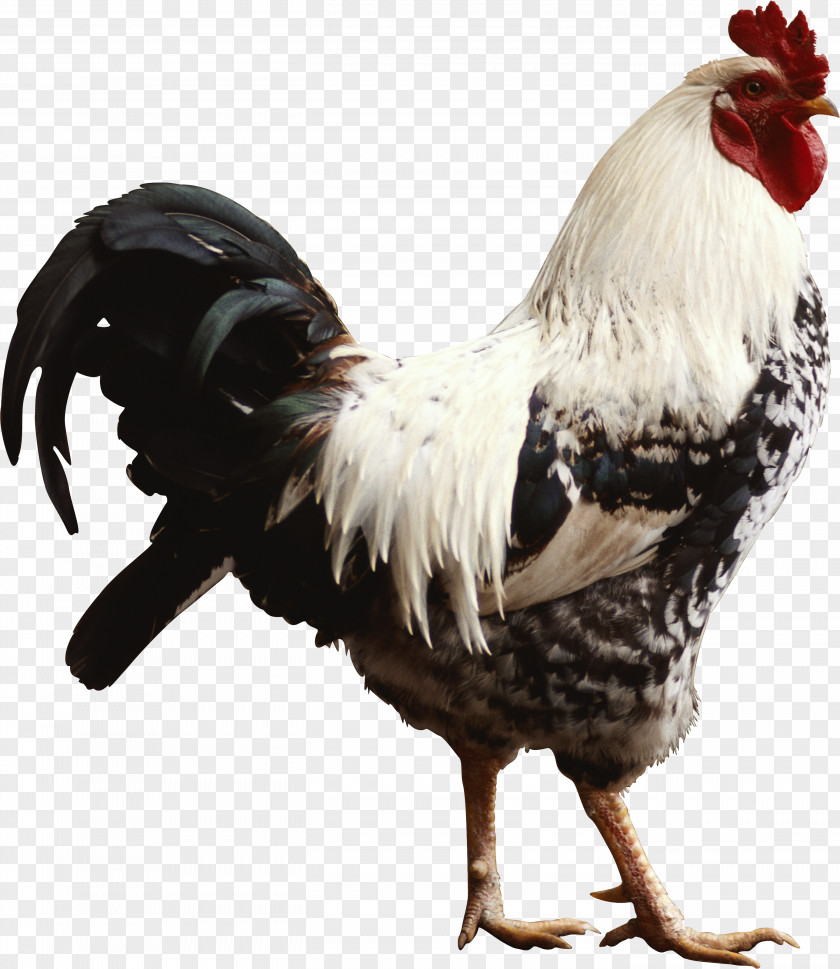 Bun Chicken Rooster Desktop Wallpaper Hen High-definition Television PNG