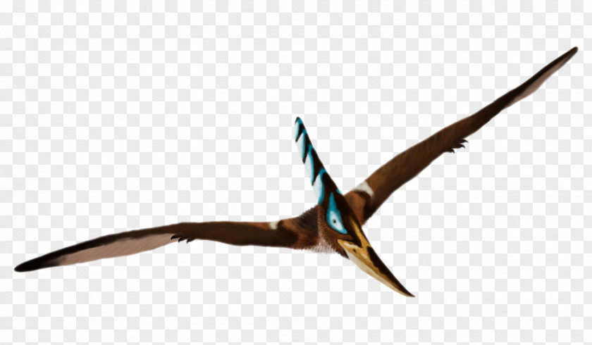 Dinosaur Mr. Pteranodon Pterosaurs Caulkicephalus PNG