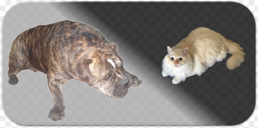 Keep Pets Whiskers Dog Breed Cat Non-sporting Group PNG