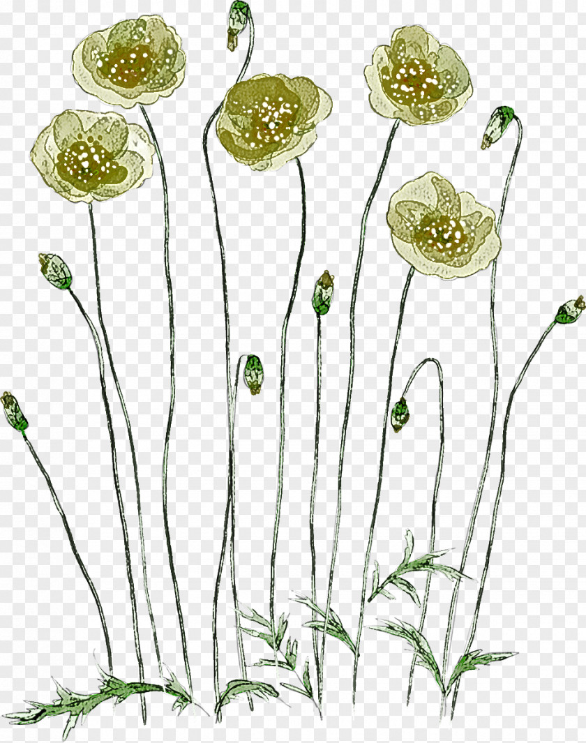 Plant Flower Pedicel Stem Chamomile PNG