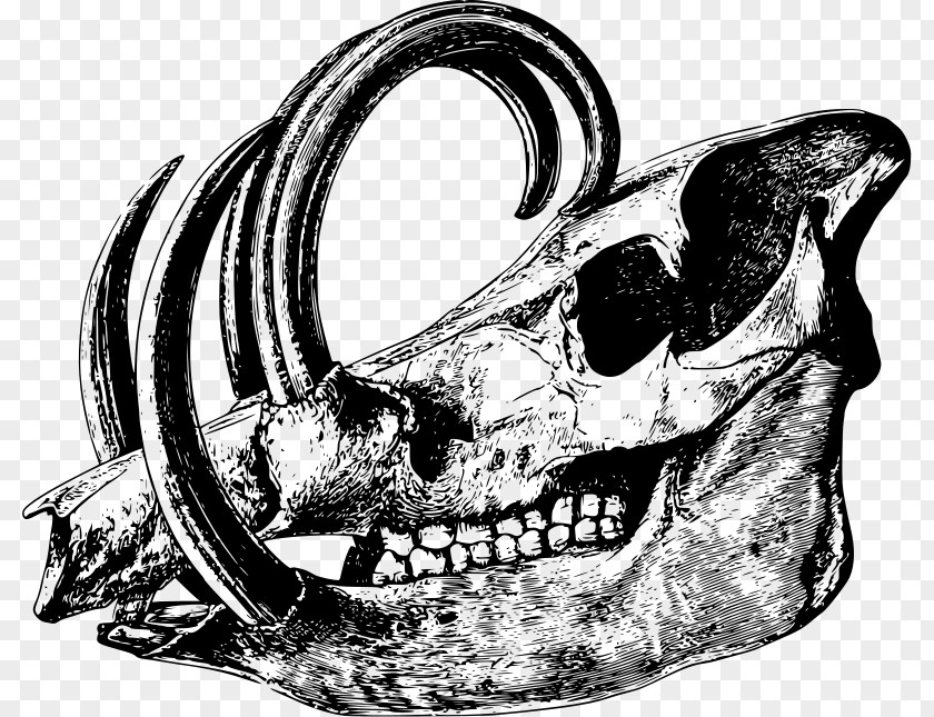 Skull Babirusa Drawing Clip Art PNG