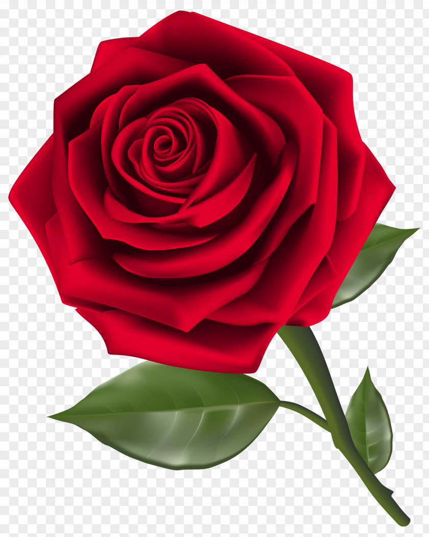 Amulet Rose Flower Clip Art PNG
