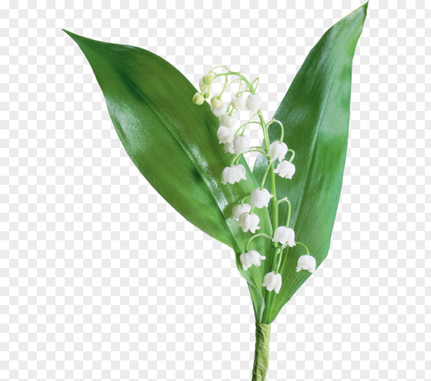 Lily Of The Valley Flower PNG