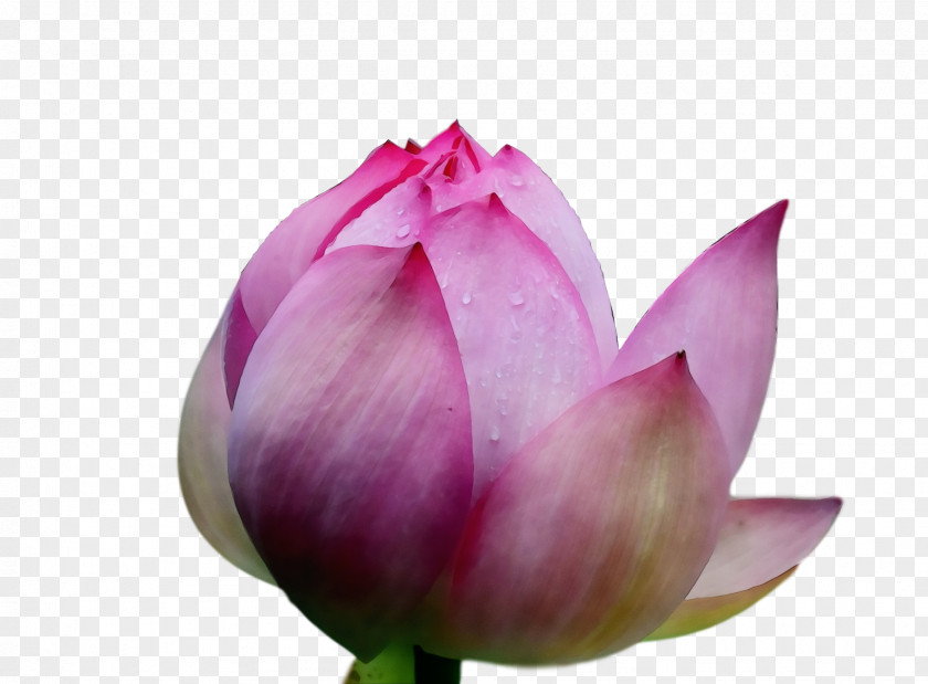 Sacred Lotus Plant Stem Bud Purple Close-up PNG