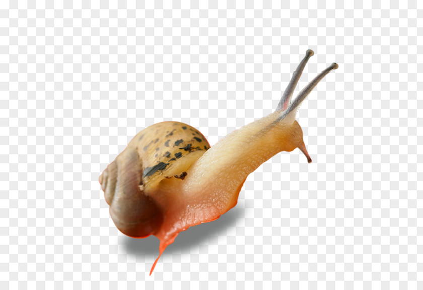 Snails Snail Euclidean Vector Computer File PNG