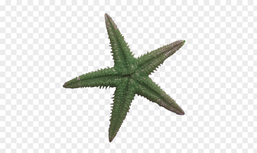 Starfish Ochre Sea Star Red Echinoderm Marine Invertebrates PNG