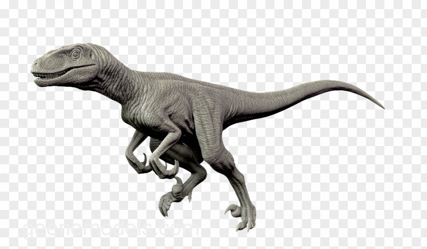 Dinosaur Velociraptor Utahraptor Allosaurus Giganotosaurus PNG