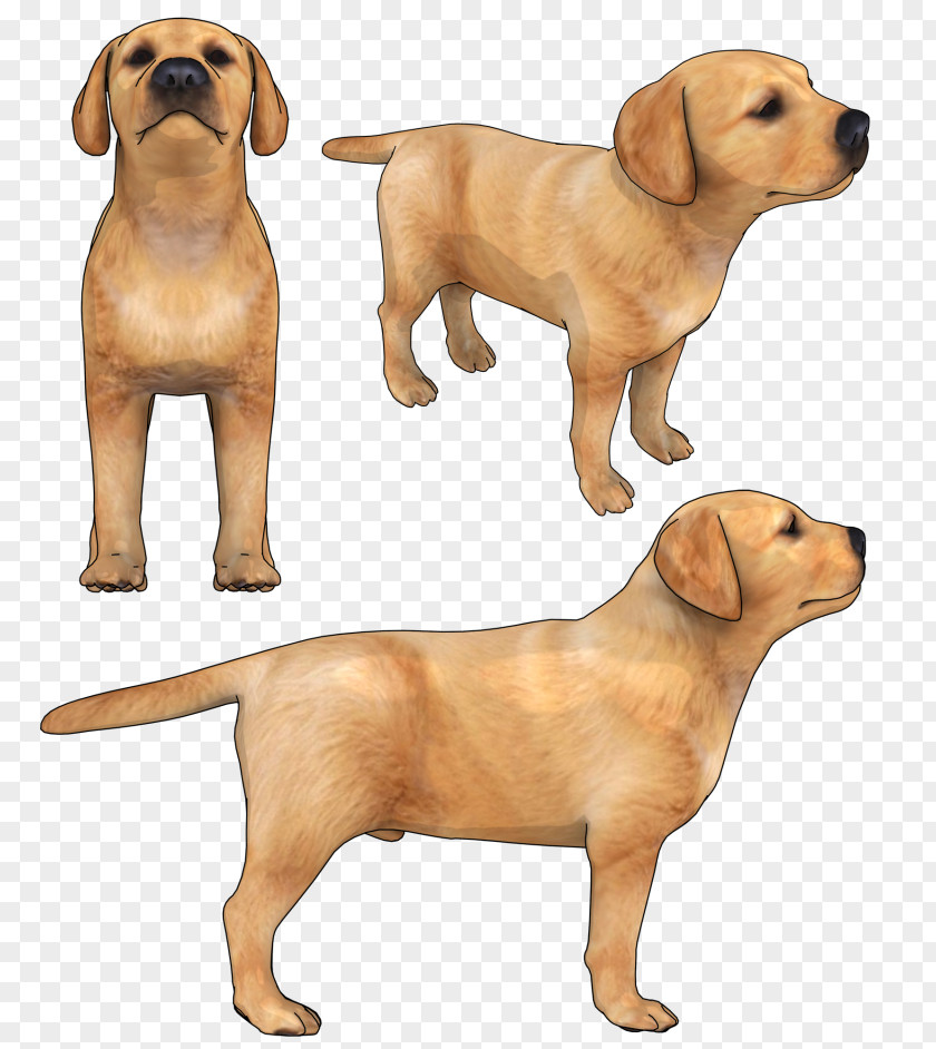 Pointing Breed Animal Figure Golden Retriever Background PNG