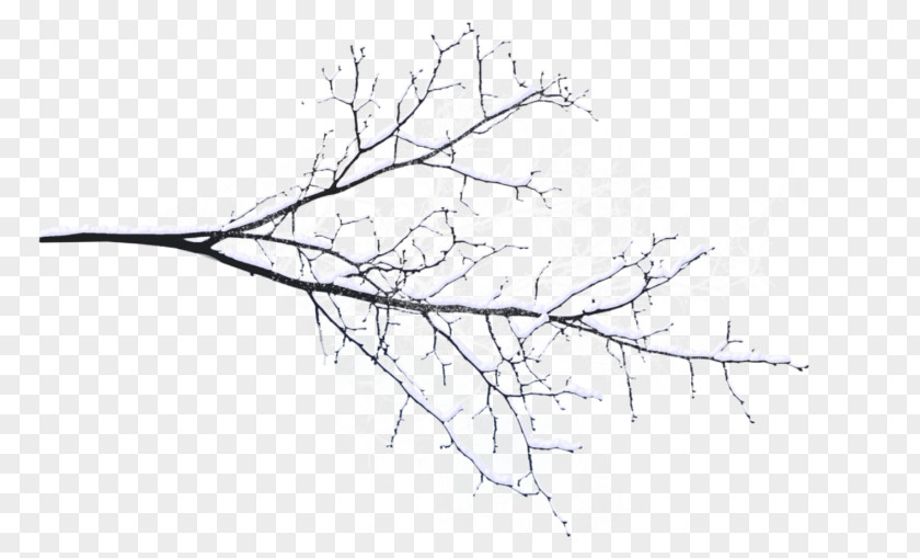 Snow Question Twig Branch Image Tree PNG