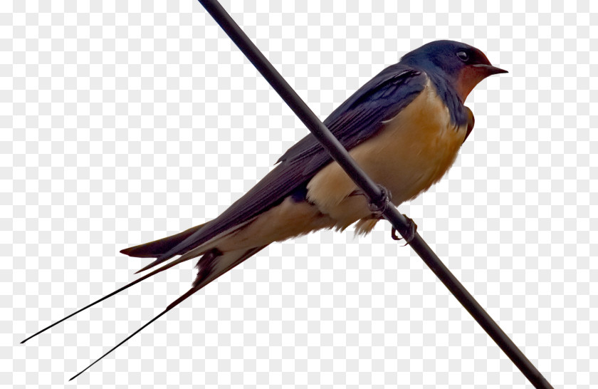 Bird Barn Swallow Insectivore Clip Art PNG