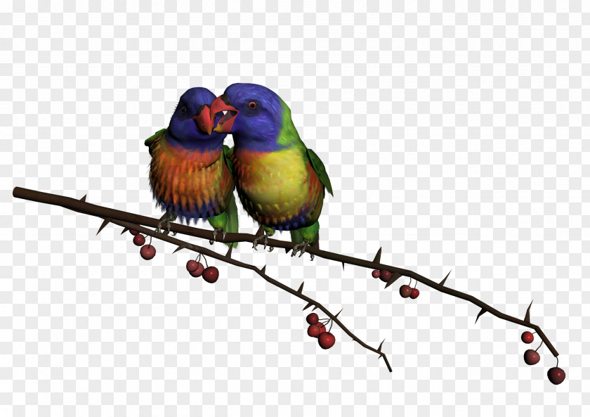 Bird Lovebird Hummingbird Clip Art PNG