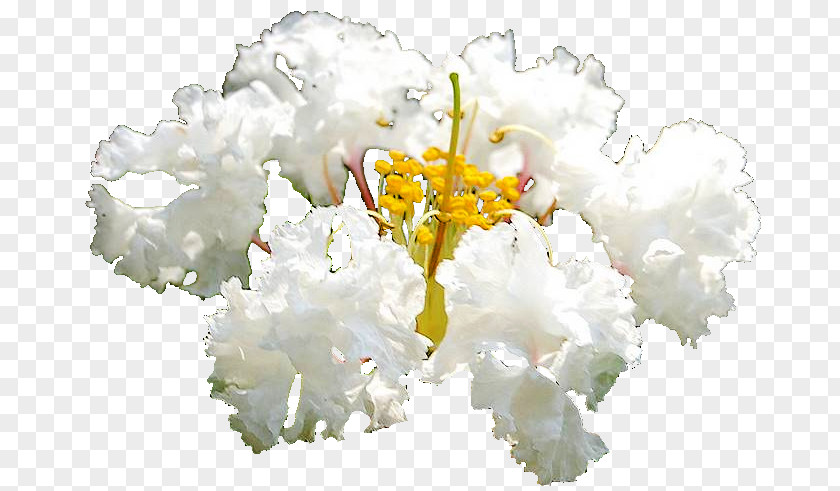 Crepe Myrtle Tree Floral Design Cut Flowers Flower Bouquet Flowering Plant PNG