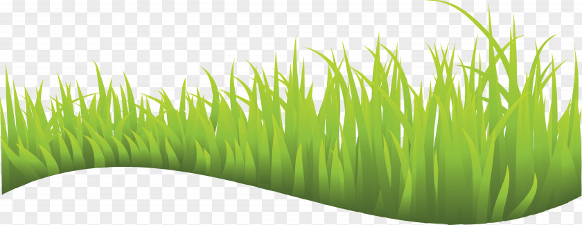 Grass Wheatgrass Vetiver Commodity Lawn Plant Stem PNG