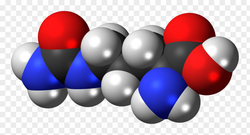 L Citrulline Dietary Supplement Nitric Oxide Amino Acid Arginine PNG