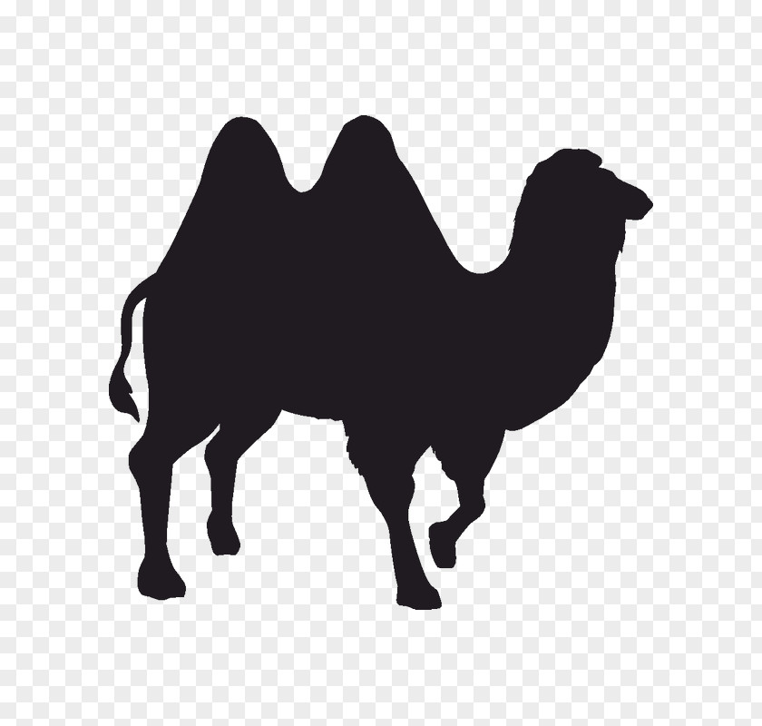 Silhouette Camel Black And White PNG