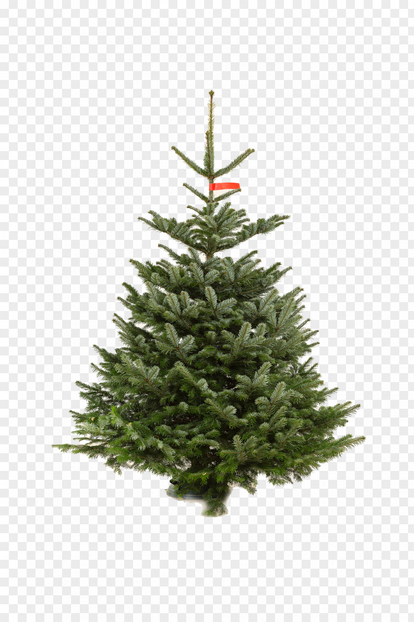 Bluish Artificial Christmas Tree Pre-lit Lights PNG