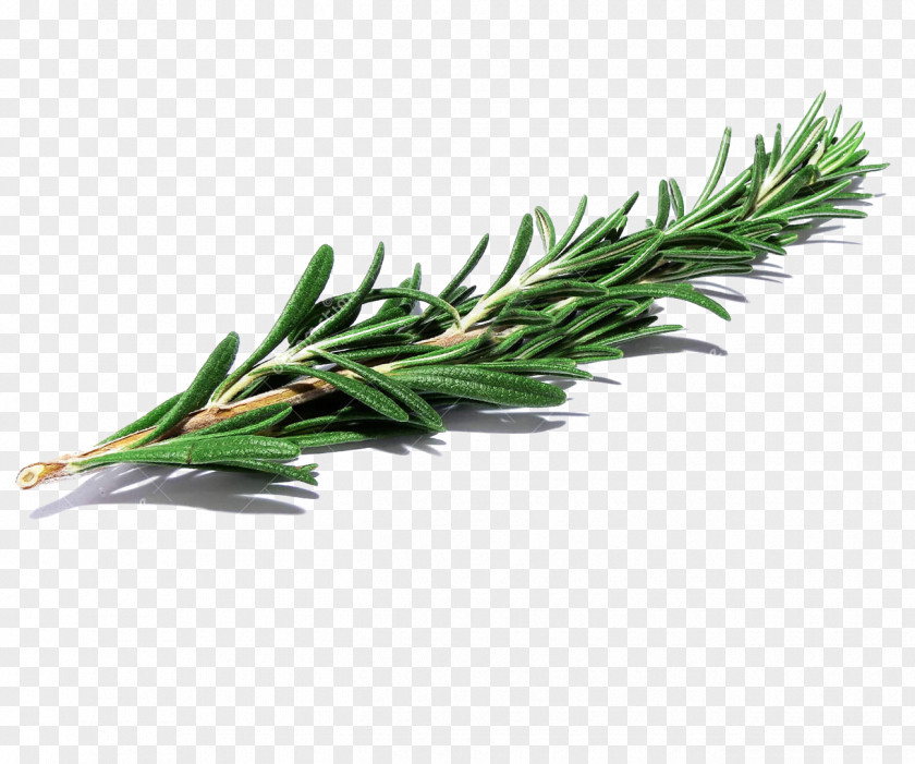 Bouquet Of Flowers Rosemary Herb Drawing PNG