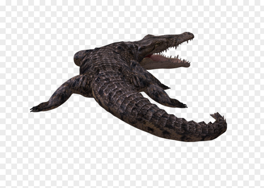 COCODRILO American Alligator Nile Crocodile Crocodilian Armor PNG