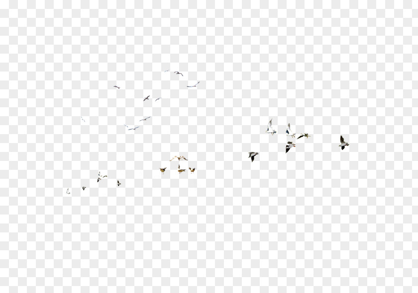 Flock Of Birds Drawing PNG