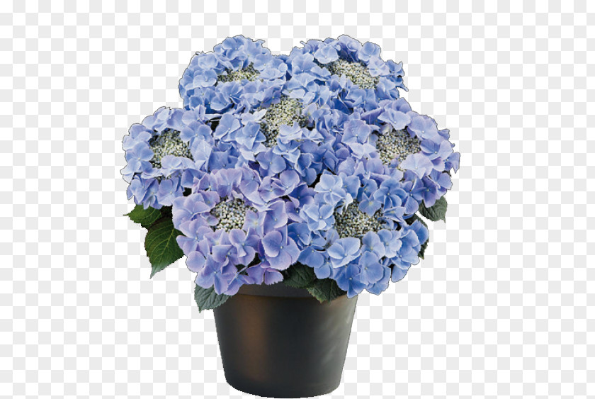 Hydrangea French Flowerpot Ornamental Plant PNG