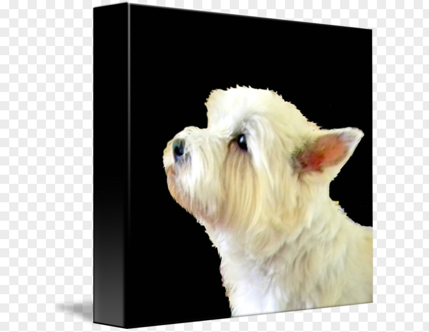 Puppy West Highland White Terrier Maltese Dog Rare Breed (dog) PNG