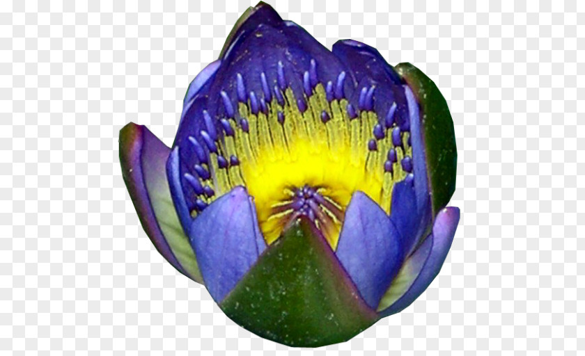 Blue Lily Egyptian Lotus Nymphaea Water Lilies DeviantArt .com PNG