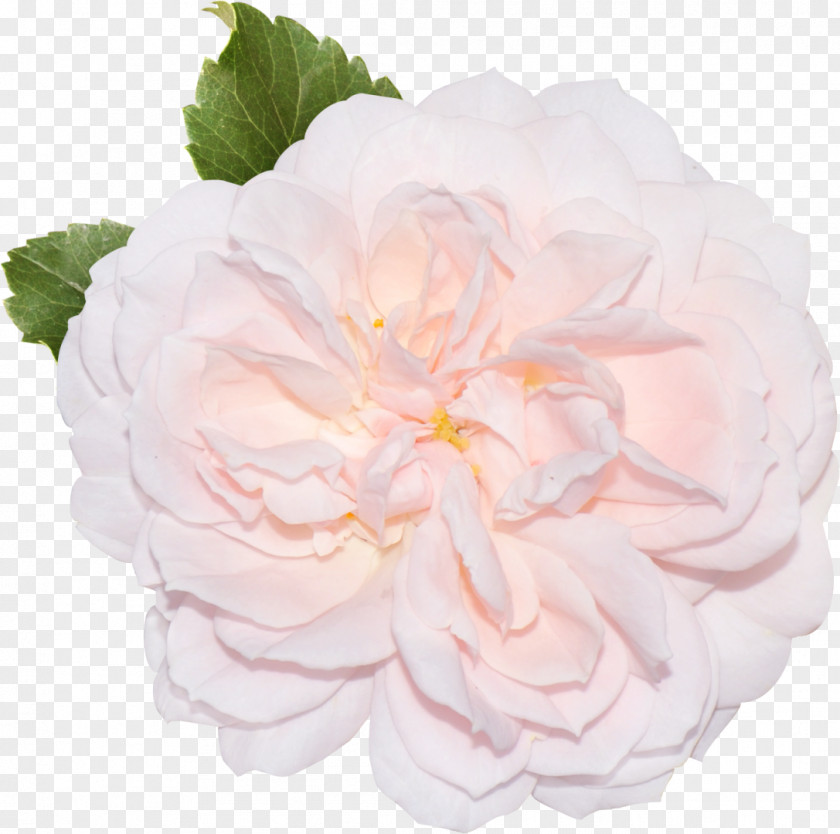 Flower Garden Roses Centifolia Rosaceae Cut Flowers Floribunda PNG