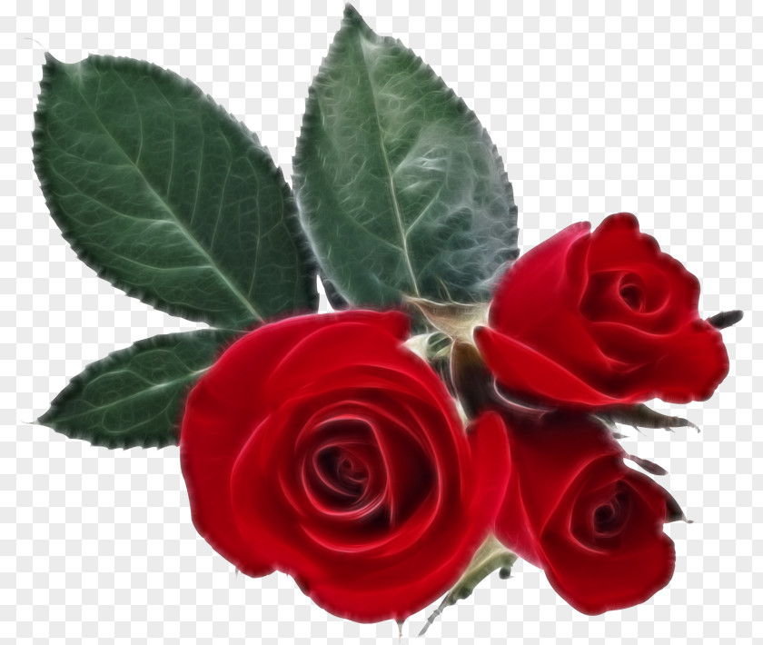 Rose Desktop Wallpaper Valentine's Day Heart PNG