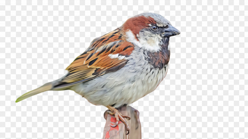 Song Sparrow Perching Bird House Swamp Beak PNG