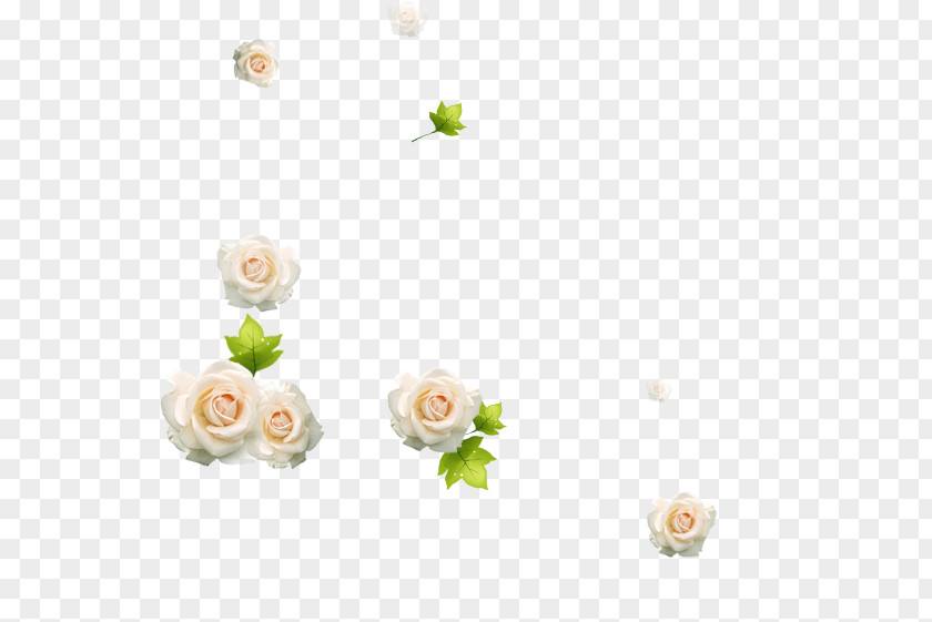 White Rose Beach Download PNG